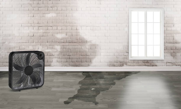 Best Flood damage cleanup  in Pottsboro, TX